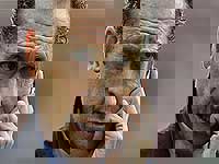 انگار فوتبال را راموس اختراع کرده است