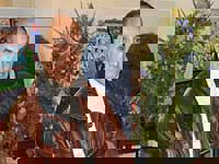 قاسمپور سرمربی داماش دورود شد