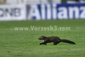 شکایت العین از سمور گریزپای ورزشگاه آزادی!