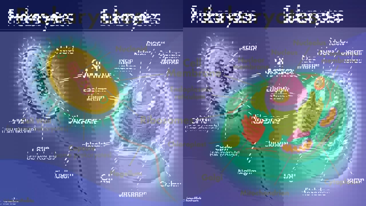 یوکاریوت(Eukaryotic)وپری کاریوت(Prokaryote)