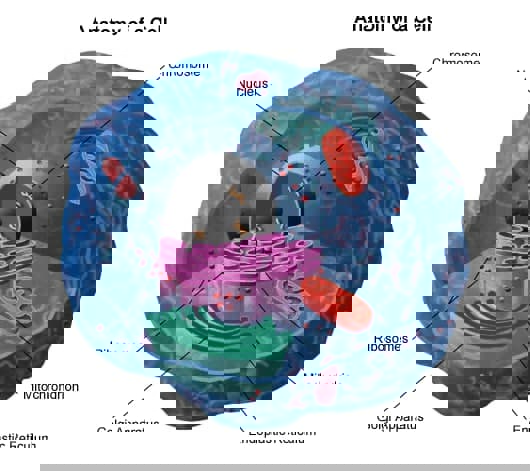 کروموزوم (Chromosomes) چیست ؟