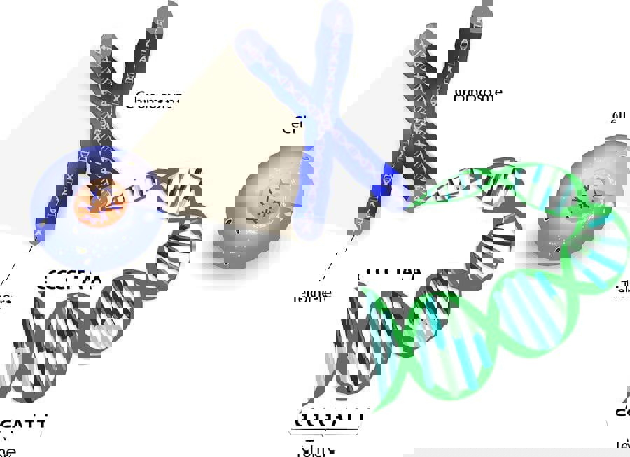 تلومر (Telomere) چیست؟