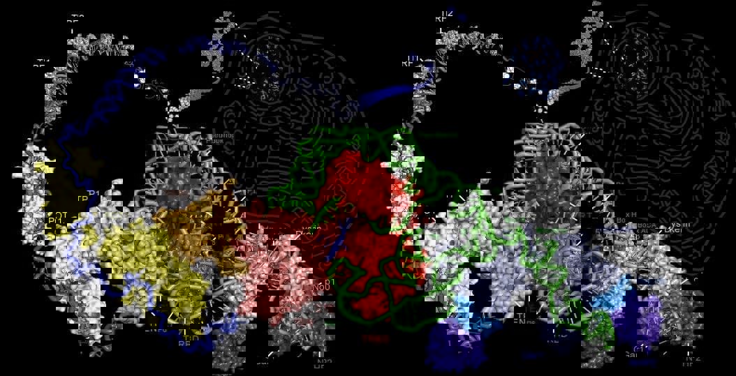 تاثیر ورزش بر تلومر