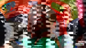 مصدومیت دردناک بازیکن ماشین (عکس)