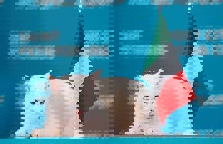 یک پیش بینی درست دیگر برای گربه پیشگو!