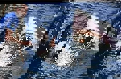 کیه‌لینی-ساکا؛ خطایی که اینترنت را فتح کرد!