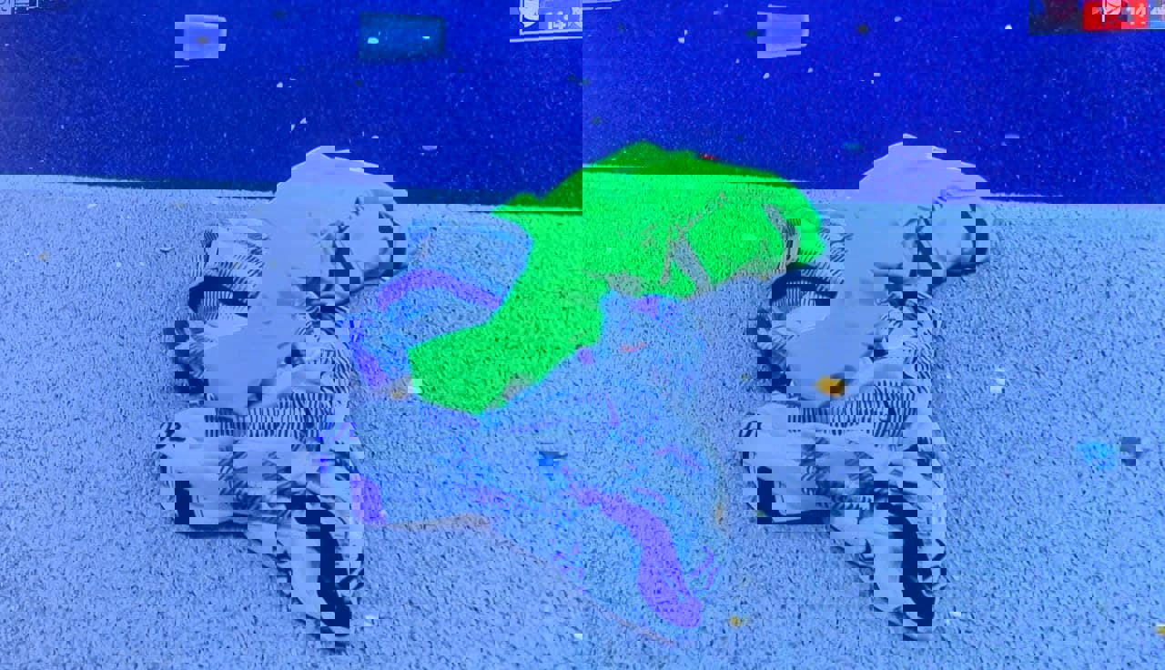 1704591