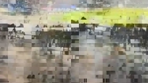 دلیل فاجعه تلخ انسانی در اندونزی فاش شد