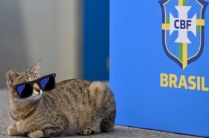علت شکست برزیل: کارمای گربه! 