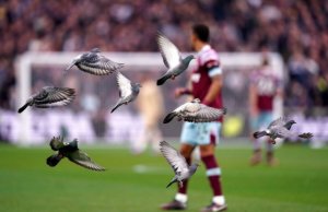 کبوترهای استادیوم لندن، زهردارتر از چلسی! (عکس)
