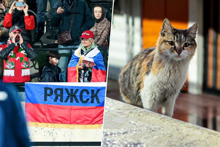 یک گربه، مهمان ویژه تمرین شب گذشته روسیه (عکس)