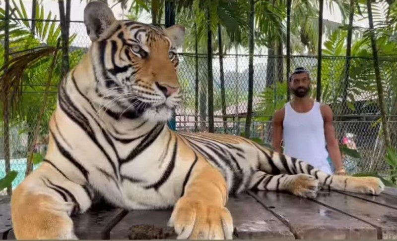 رامین با دل شیر در قفس ببر! (عکس)