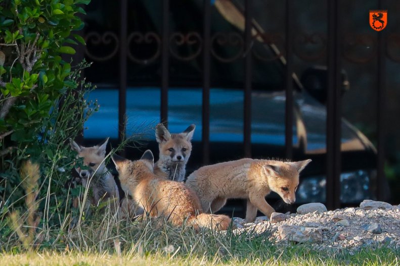 روباه‌ها در تمرین مس تشکیل خانواده دادند!(عکس) 4