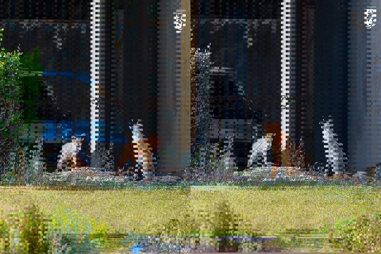 2011194