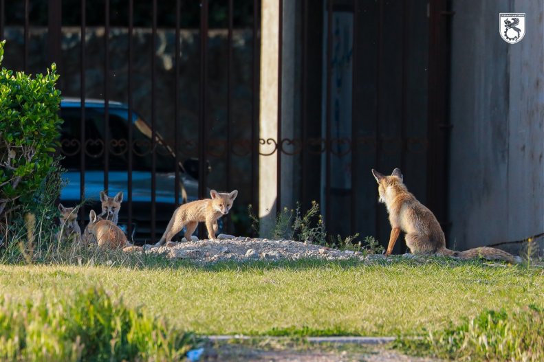 روباه‌ها در تمرین مس تشکیل خانواده دادند!(عکس) 3