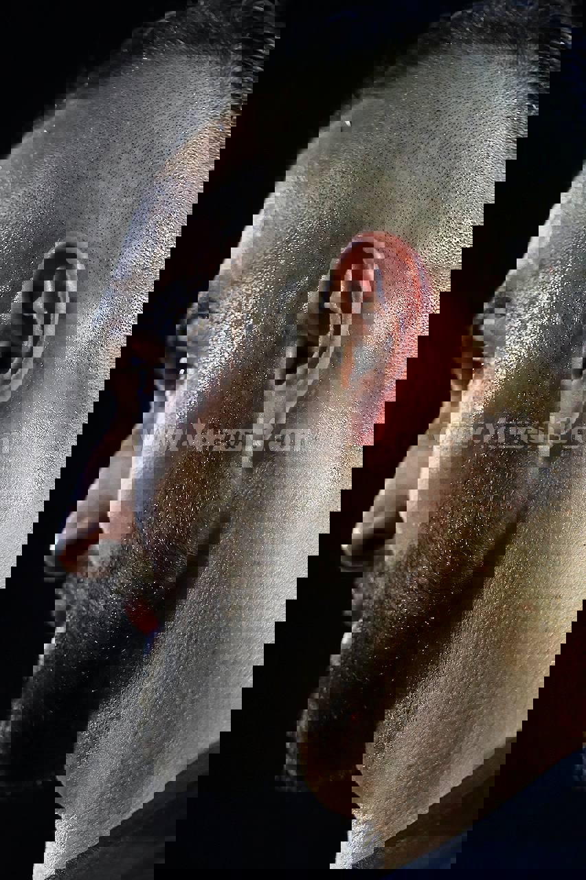 2158564