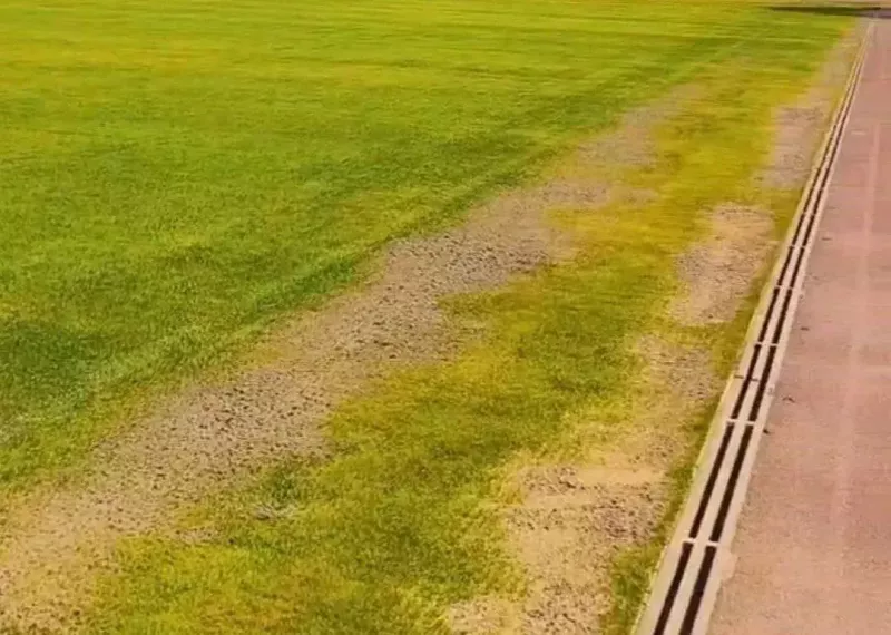 واکنش عجیب به زردی چمن یادگار!