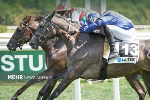 دو اسب از ایران شانس قهرمانی کورس معتبر فرانسه