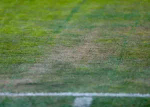 واقعیت تلخ در مورد چمن جنجالی یادگار!